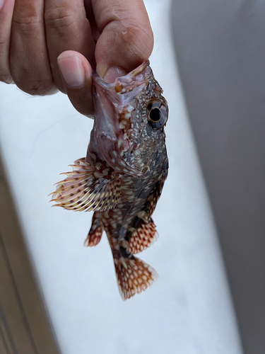 カサゴの釣果