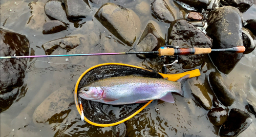 ニジマスの釣果