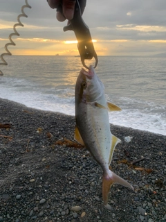 ショゴの釣果