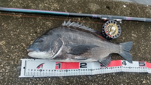 クロダイの釣果