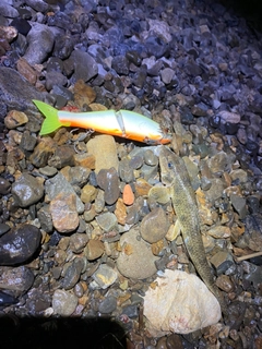 カマツカの釣果