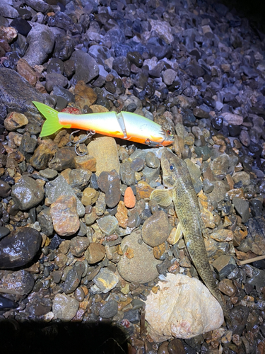 カマツカの釣果