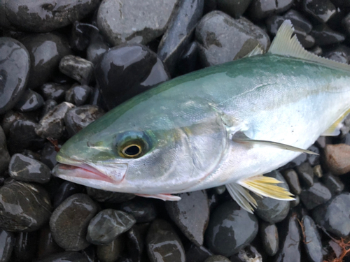 ワカシの釣果