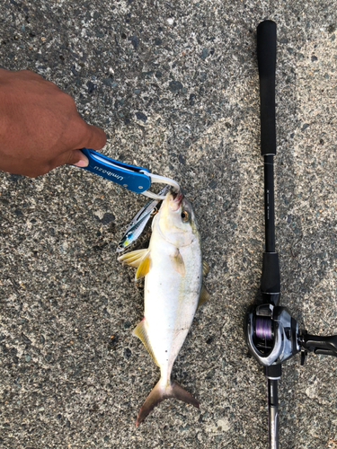 ショゴの釣果