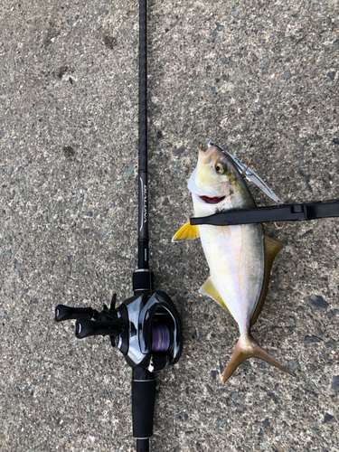 ショゴの釣果