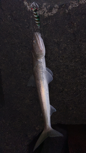 エソの釣果