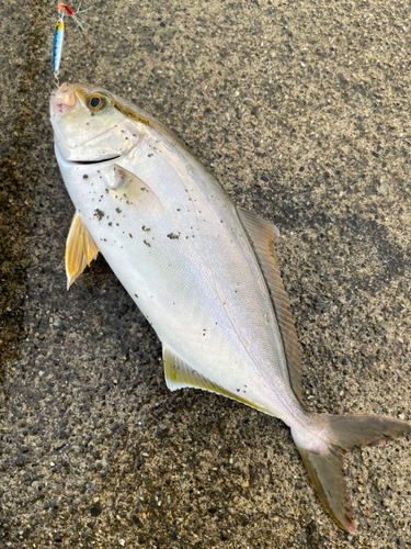 シオの釣果