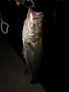 セイゴ（マルスズキ）の釣果