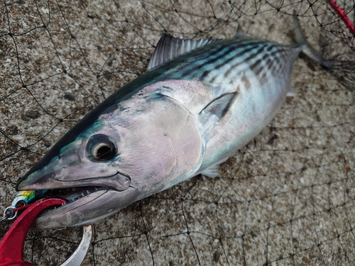 カツオの釣果