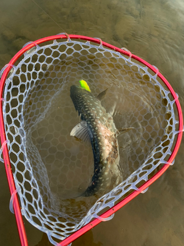 アメマスの釣果