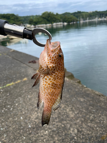 オオモンハタの釣果