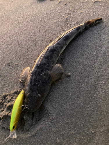 マゴチの釣果