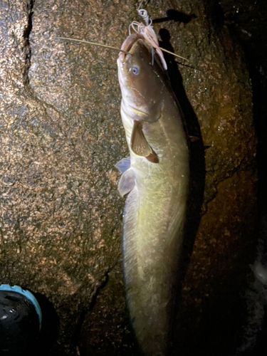 ナマズの釣果