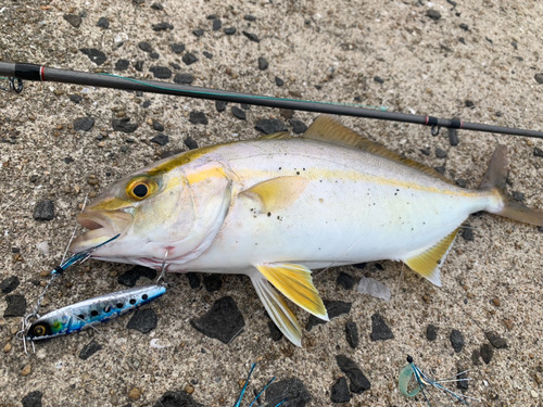 ネリゴの釣果