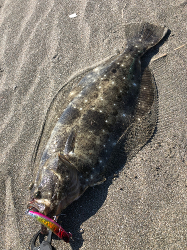 ヒラメの釣果