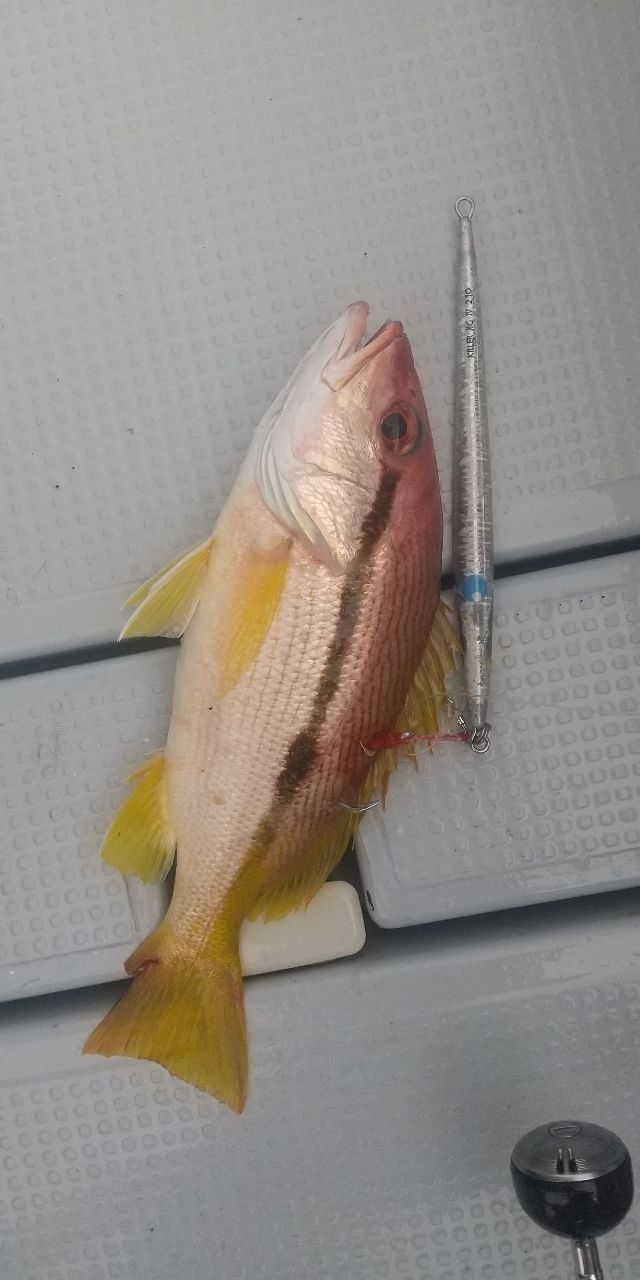 アカイサキ