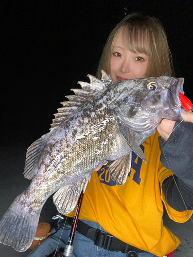 クロソイの釣果