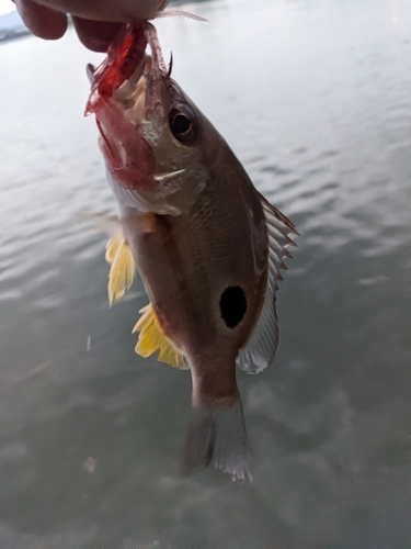 クロホシフエダイの釣果