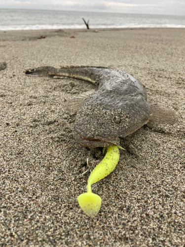 マゴチの釣果