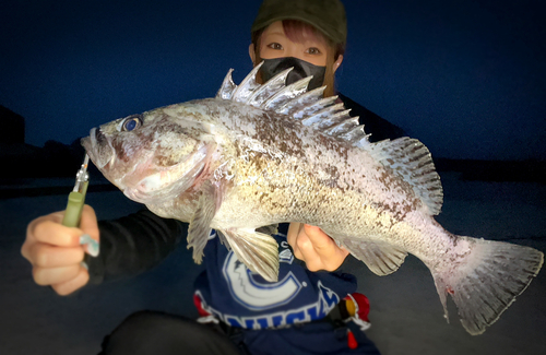 クロソイの釣果