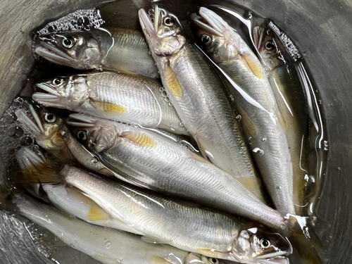 アユの釣果