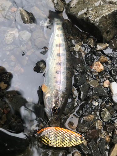 ヤマメの釣果