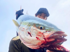 ブリの釣果