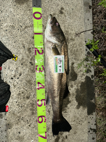 シーバスの釣果