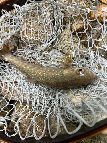 イワナの釣果