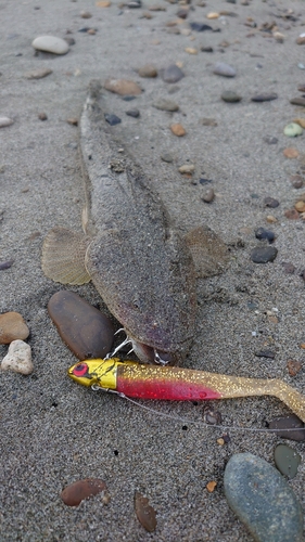 マゴチの釣果