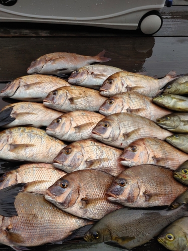 マダイの釣果