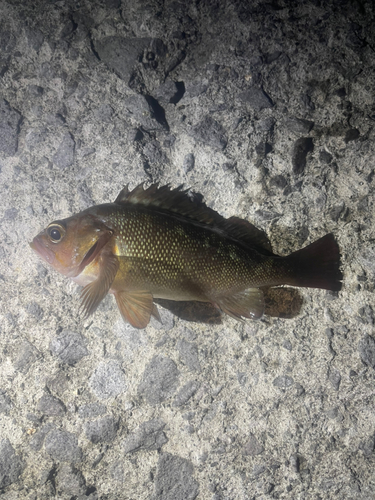 エゾメバルの釣果