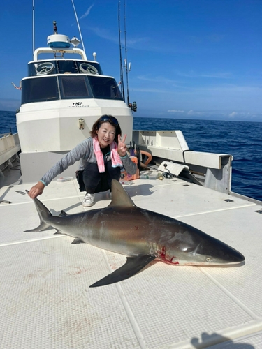 サメの釣果