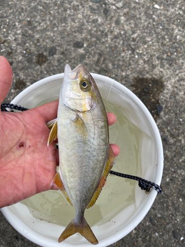 ショゴの釣果