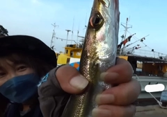 カマスの釣果