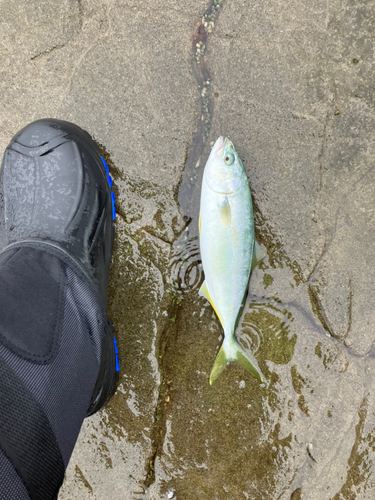 ワカシの釣果