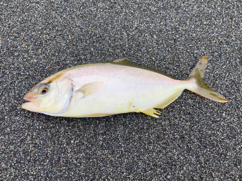 ショゴの釣果