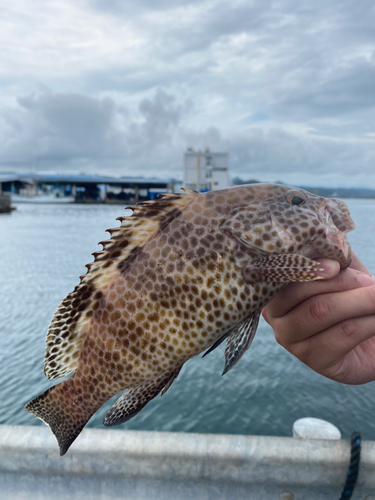 オオモンハタの釣果