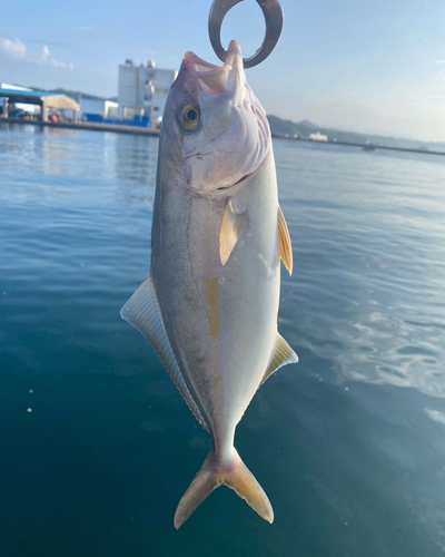 ショゴの釣果