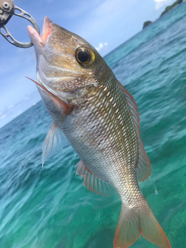 イソフエフキの釣果