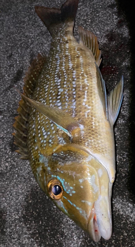 ハマフエフキダイの釣果