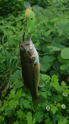 ブラックバスの釣果