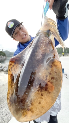 アオリイカの釣果