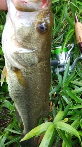 ラージマウスバスの釣果