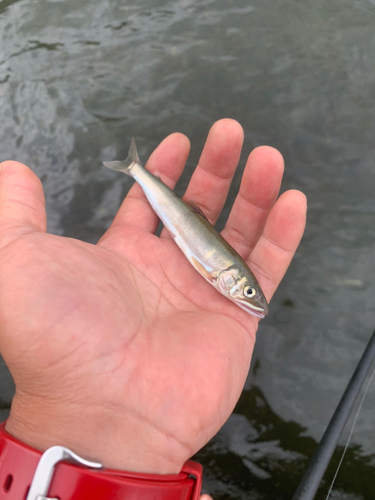 アユの釣果