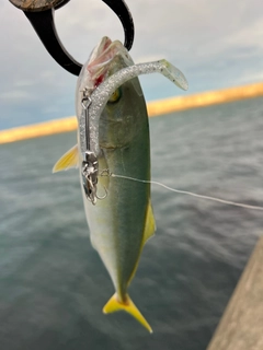 ワカシの釣果