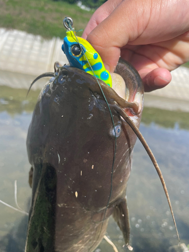 ナマズの釣果