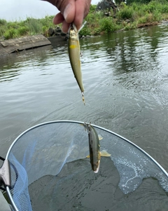 アユの釣果