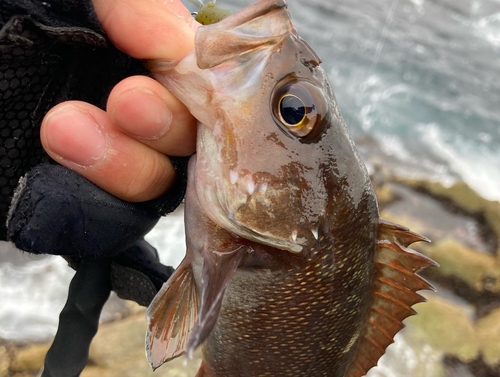 エゾメバルの釣果