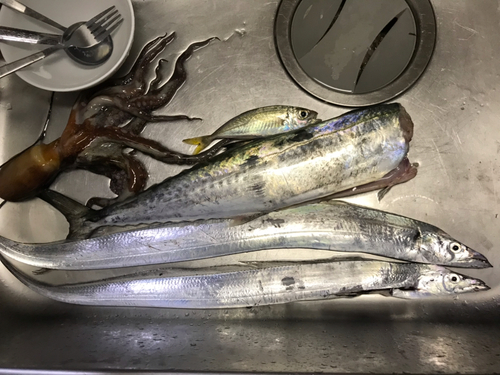 タチウオの釣果